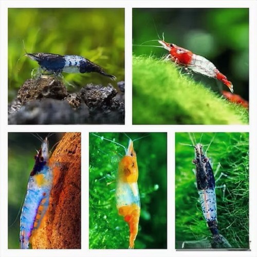 Neocaridina sp. Sortiment rili shrimp - Sortiment Rili Garnele